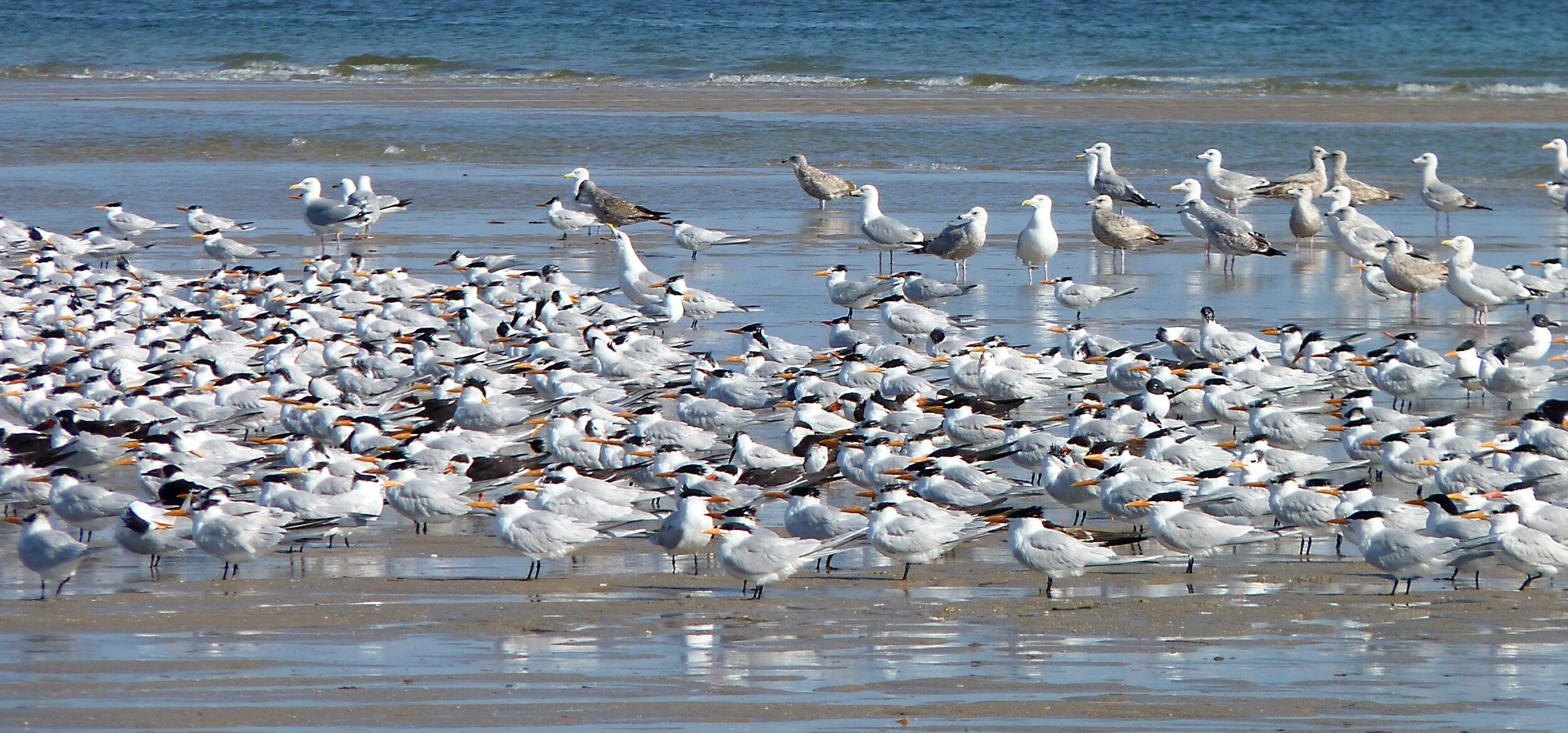 Click to See Next Image